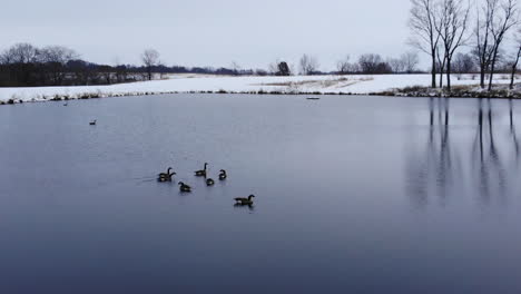 a pond with fresh snow and geese on the water