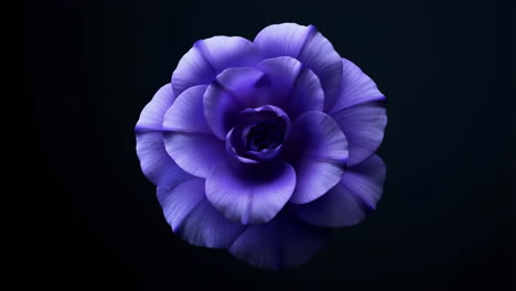 a vibrant purple flower against a dark background
