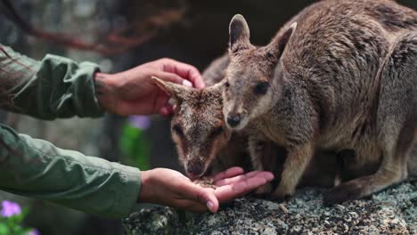 Close-up-hand-feeding-Mareeba-rock-wallabies