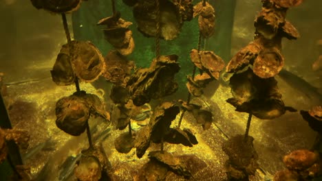 oyster shells hanging on ropes in a yellow-lit aquarium display in crete greece