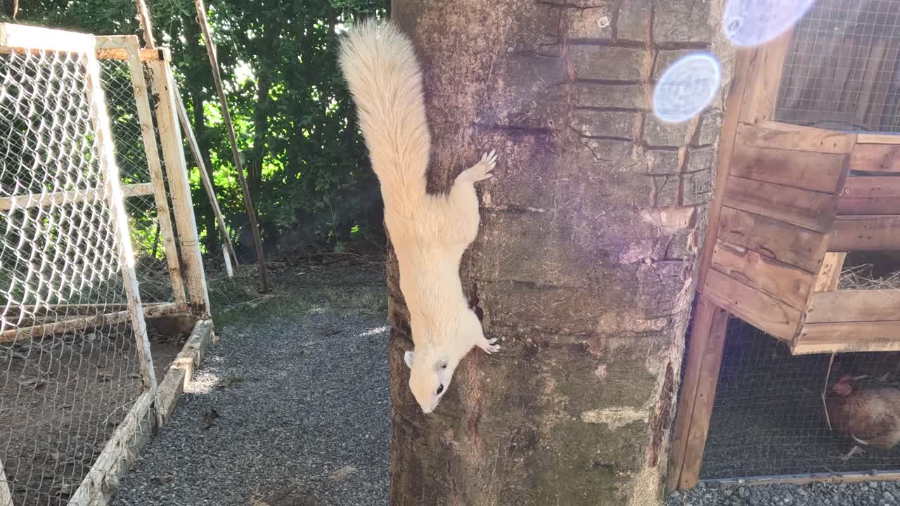 다람는 정원 환경에서 점프하고 올라갑니다.