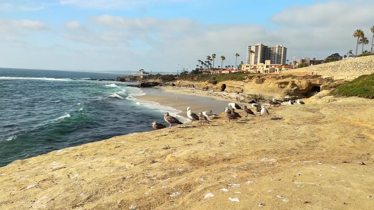 Riprese a livello del suolo di gabbiani appollaiati sulla costa rocciosa lungo la scenografica costa di La Jolla.