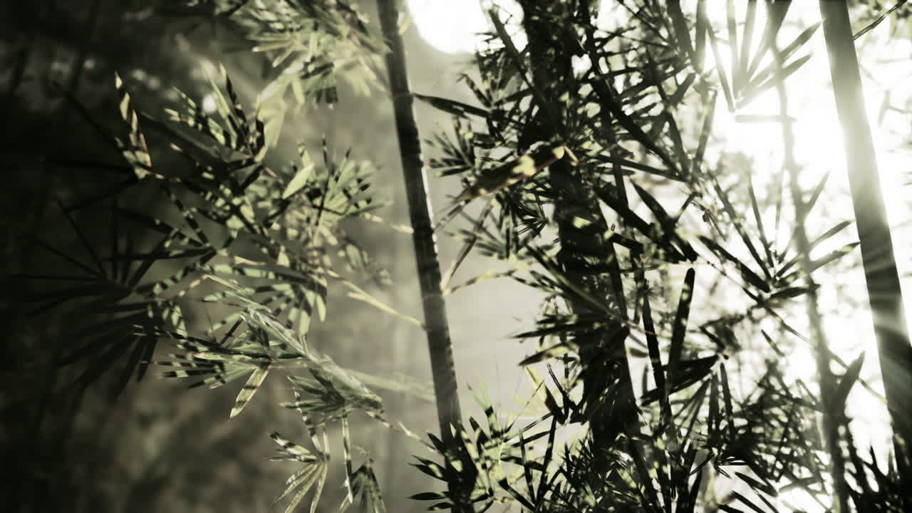 la luz del sol brillando a través del bosque de bambú