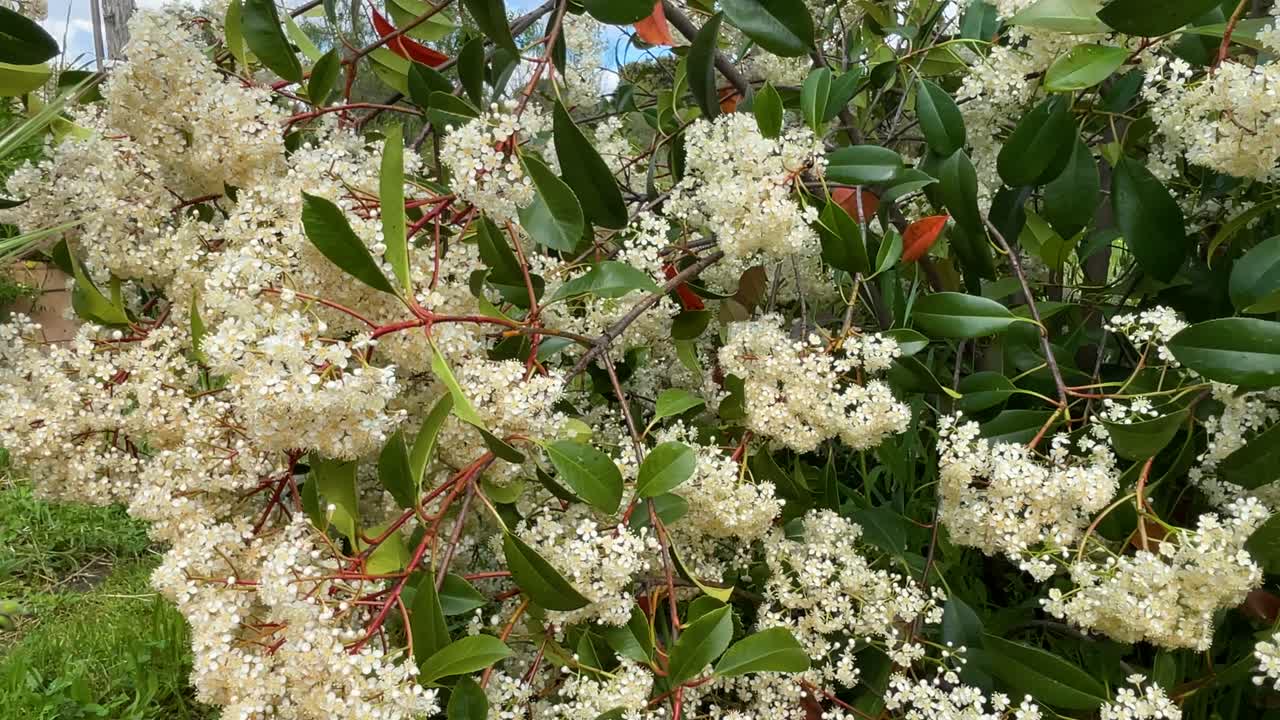 Upward camera shot of a Photinia with bright white pompom-shaped flowers and green leaves, ending with a vivid blue sky. A serene and colorful natural scene in perfect focus.