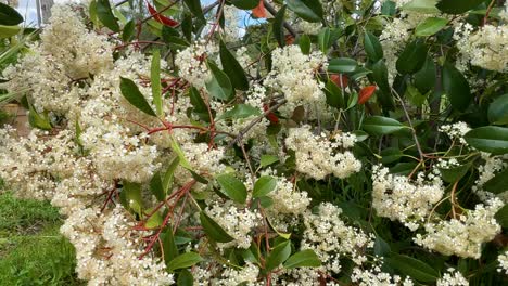 upward camera shot of a photinia with bright white pompom-shaped flowers and green leaves, ending with a vivid blue sky. a serene and colorful natural scene in perfect focus.