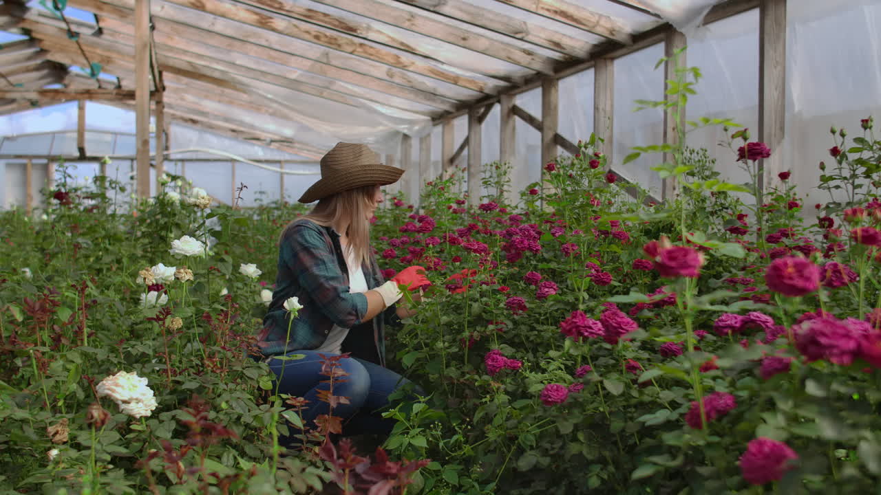 Una giovane fiorista in una serra di fiori è seduta, esamina le rose, le tocca con le mani e sorride. Una piccola attività floreale. Una giardiniera lavora in una serra con i fiori.