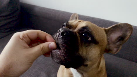 Gesicht-Der-Französischen-Bulldogge-Aus-Nächster-Nähe