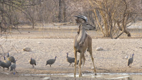 Un-Joven-Toro-Kudu-Bebe-De-Un-Pozo-De-Agua-Y-El-Agua-Gotea-De-Su-Barbilla-Después-De-Levantar-La-Cabeza