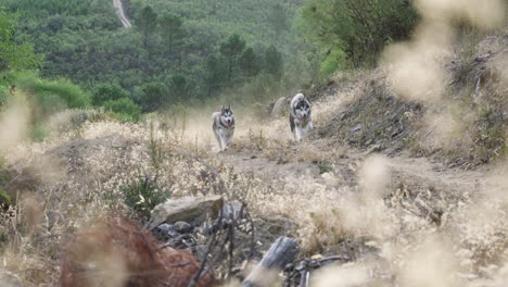 two huskies hiking a mountain trail