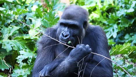 gorilla eating leaves in a lush environment