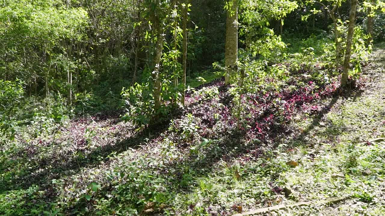 Latin america forest, woods of Paraguay