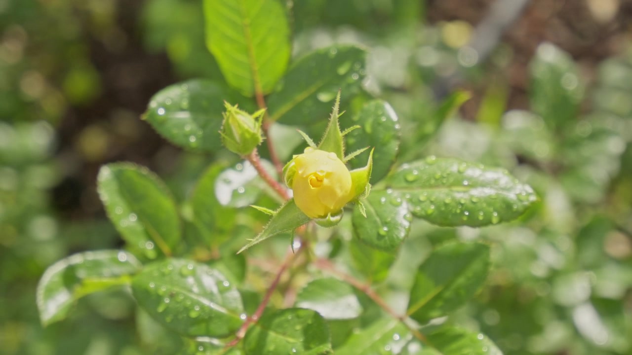 Close-up macro shot of a single yellow rosebud surrounded by dense green leaves covered in dew drops, highlighting the delicate freshness and natural beauty of a rose plant in an outdoor garden settin