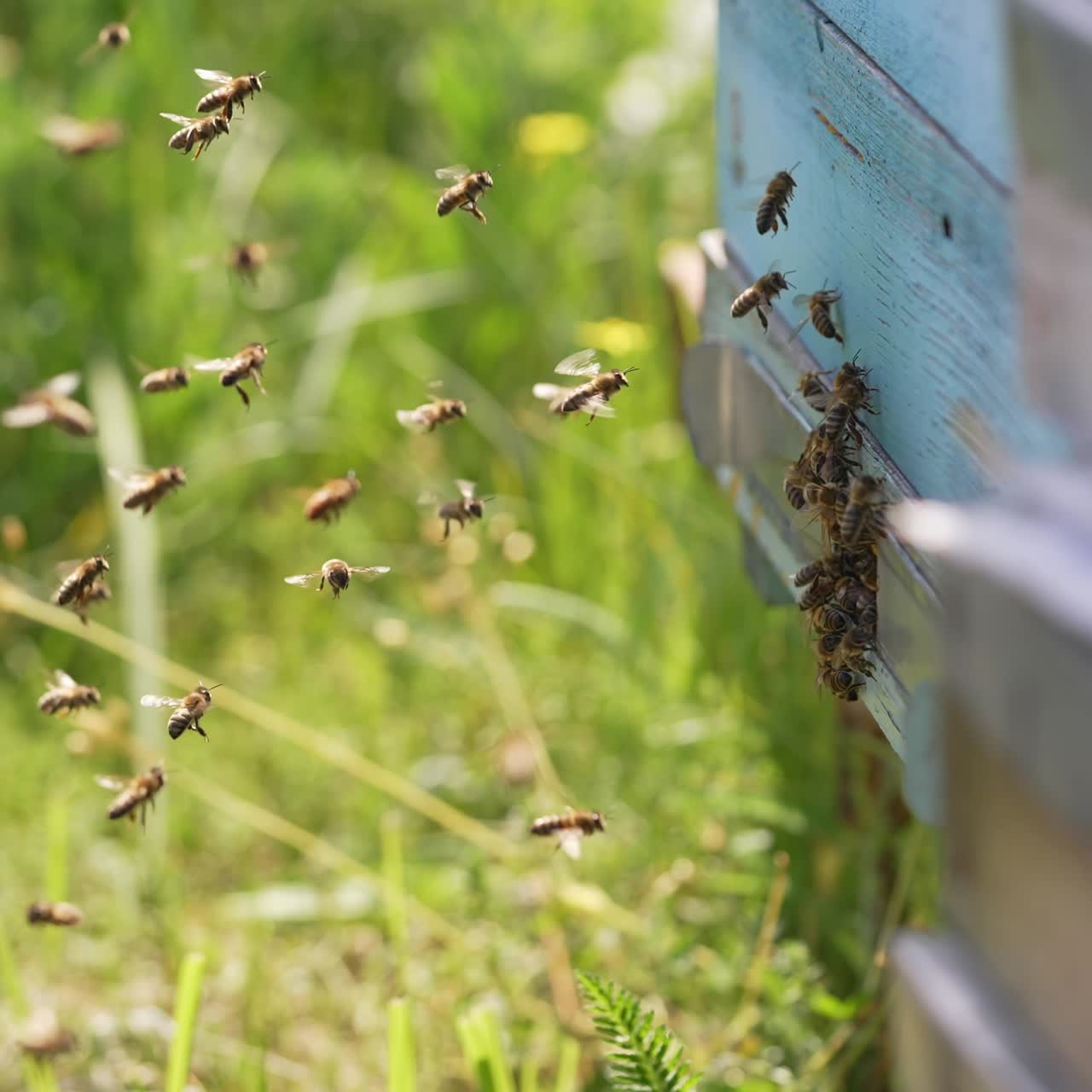 Bees flying near the beehive
