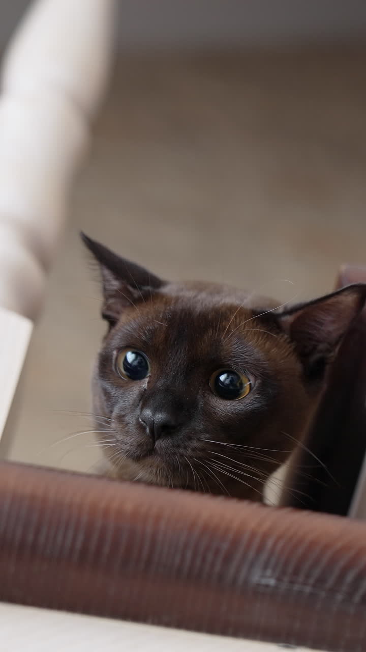 Adorable dark cat sitting on a ground and hunting toy. Cute kitty hold hunting and watching. Vertical video