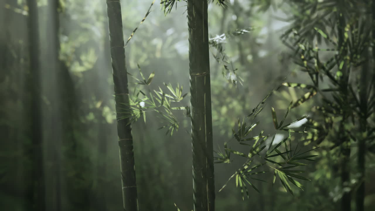 bosque de bambú a la luz del sol