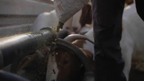 Pouring-goat-feed-pellets-in-slow-motion,-close-up