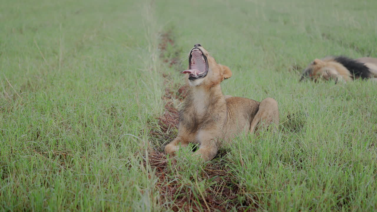 Young Lion Yawning in the Savannah