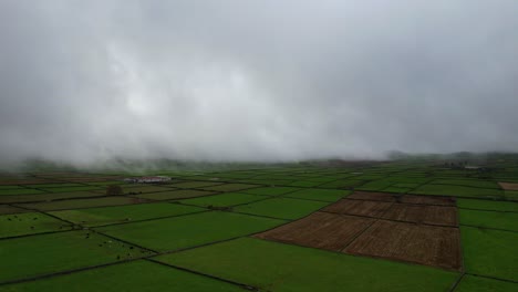 Campos-Agrícolas-Verdes-Con-Vacas-En-Azores-Bajo-Un-Ambiente-Muy-Brumoso