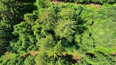 Top-down-view-of-green-forest-in-sunshine