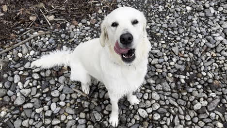 static view of a white golden retriever looking at his friend