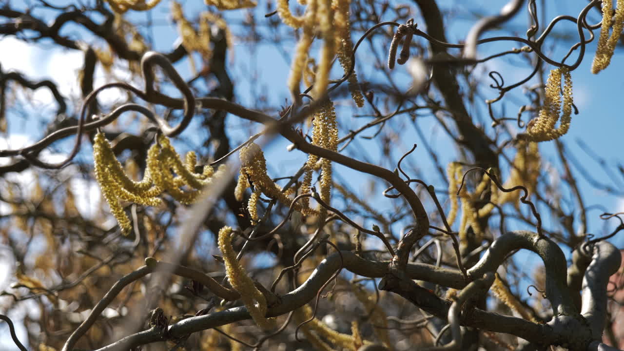 Tree Branches with Catkins in Spring