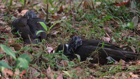 Pato-De-Alas-Blancas,-Asarcornis-Scutulata,-Tailandia