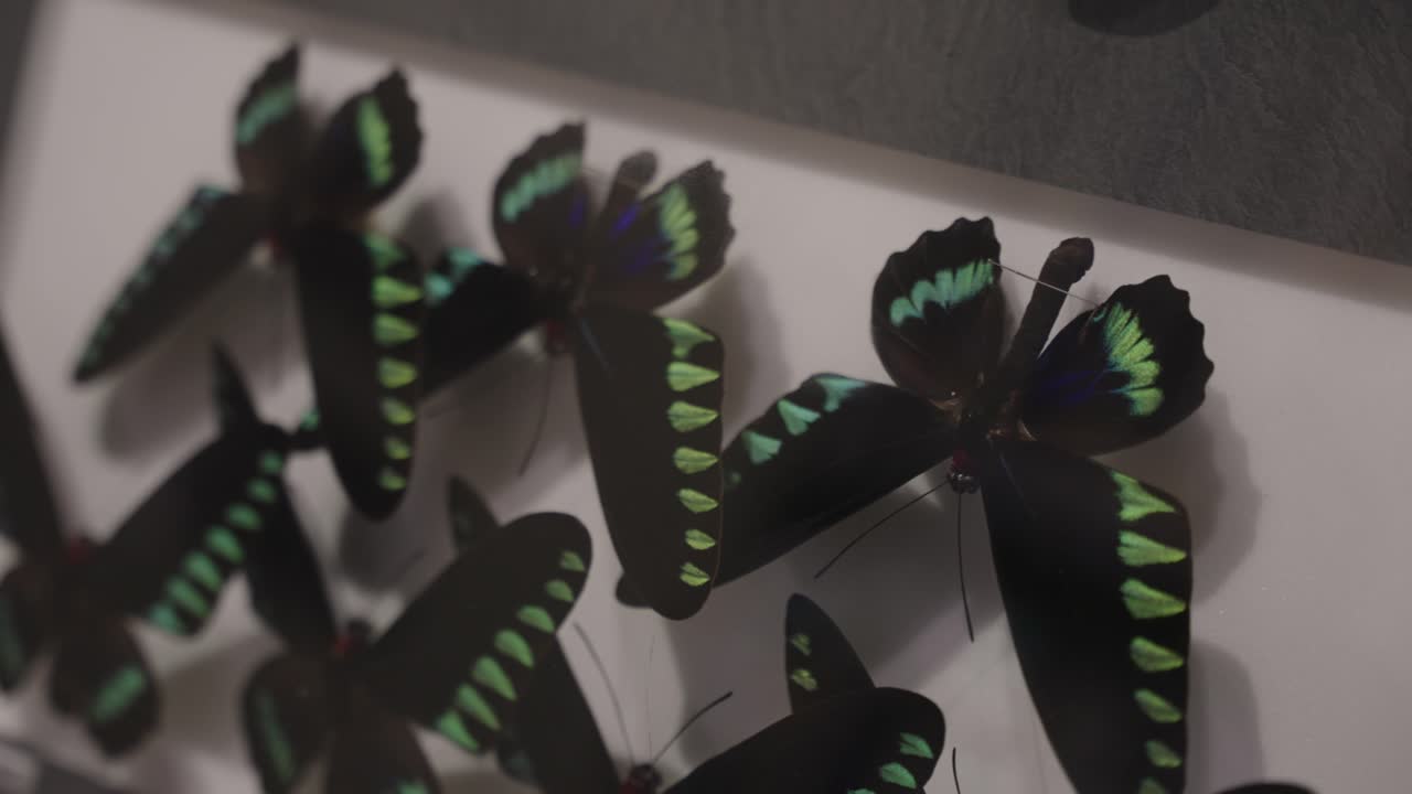 Close-up of a Collection of Preserved Green and Black Butterflies