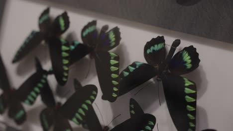 close-up of a collection of preserved green and black butterflies