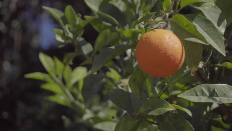 orange hanging on a tree with green leaves in strong wind