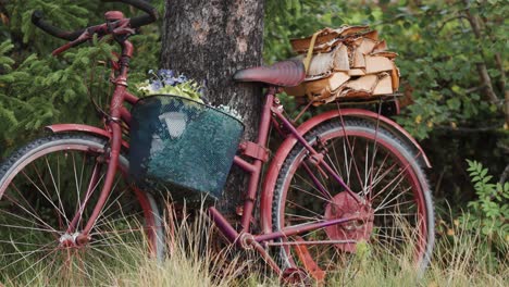 an old bicycle used as a garden decoration - flowers blooming in its' basket