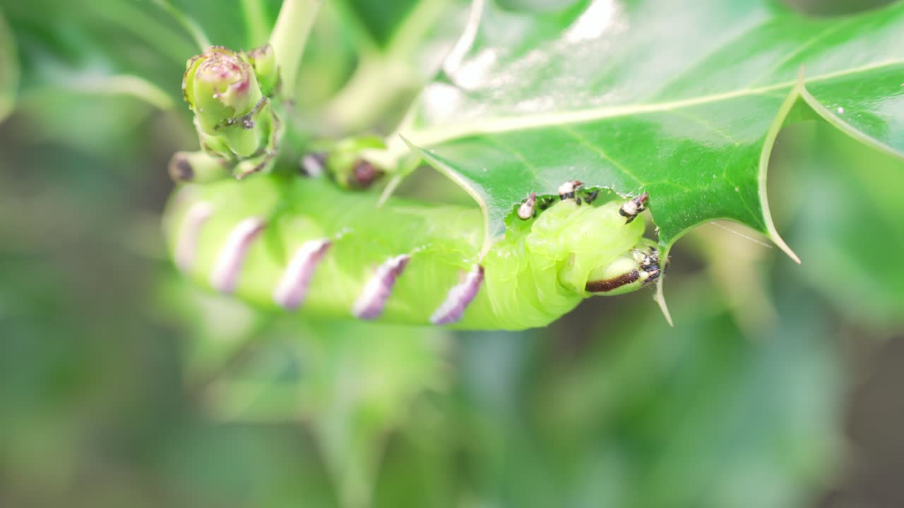 The Sphinx ligustri Caterpillar eating a leave in slowmotion