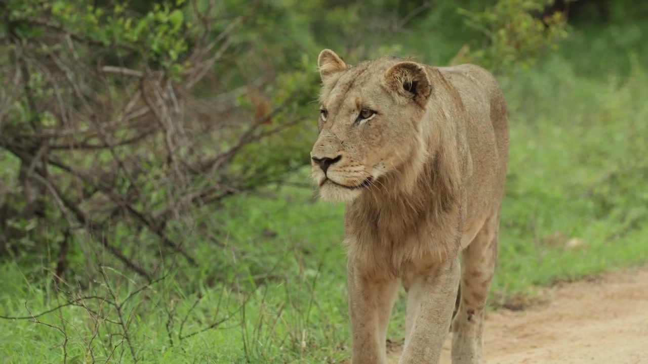 Detailní záběr mladého lva kráčejícího po prašné cestě v Národním parku Kruger za deštivého dne, Jižní Afrika.