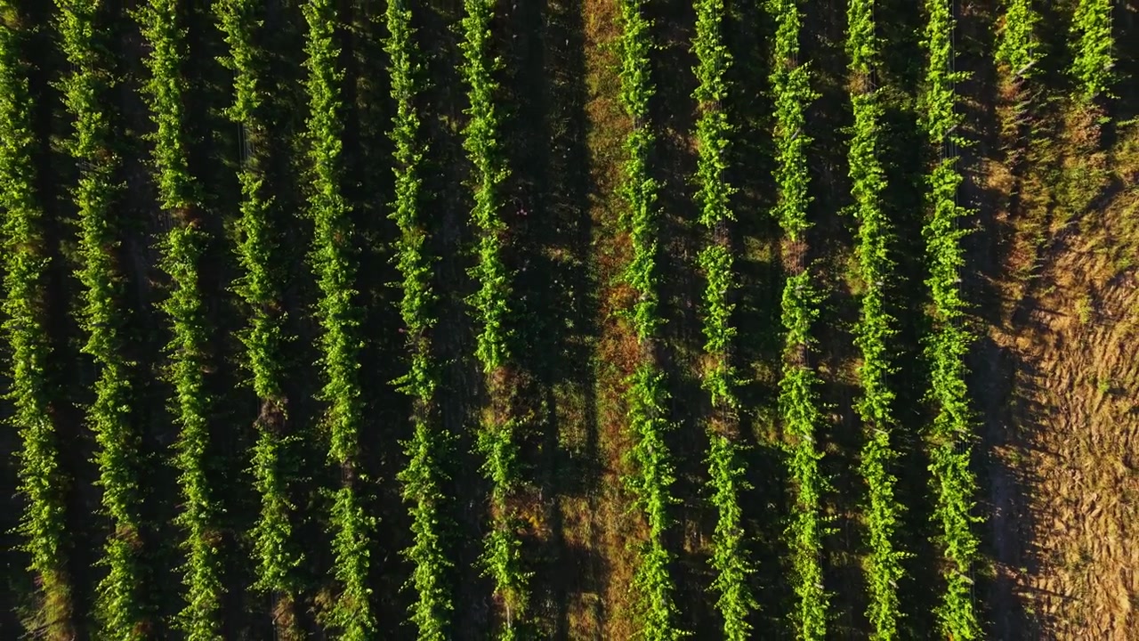 Un vigneto si estende sul paesaggio sotto un sole splendente con filari ordinati di viti verdi all'inizio dell'estate.