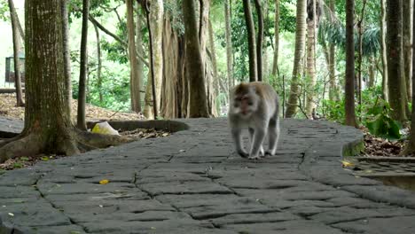 a monkey walking towards me in bali