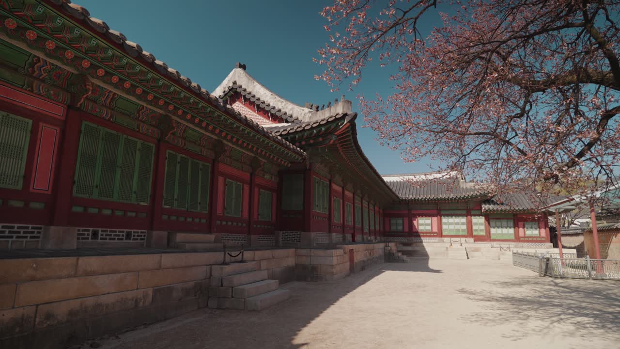 Palazzo storico coreano e ciliegi in fiore in primavera