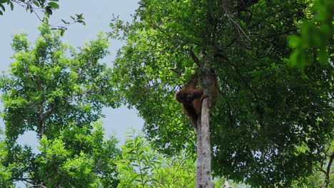 Orangutan in a Rainforest Tree