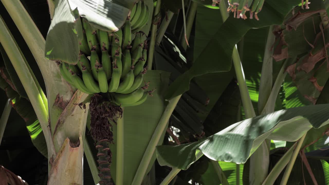banano con plátanos verdes en un entorno tropical natural, entre la vegetación vibrante