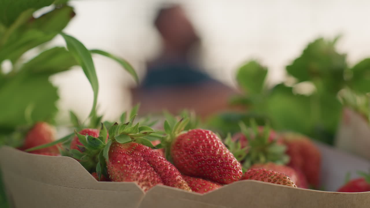 close up strawberry in cardboard pack with soft focus on blurred person relaxing in rocking chair inside greenhouse at sunrise surrounding vibrant green leaves for serene farm scene