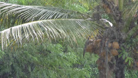 static shot of rain falling on large palm leaf covering a bunch of coconuts