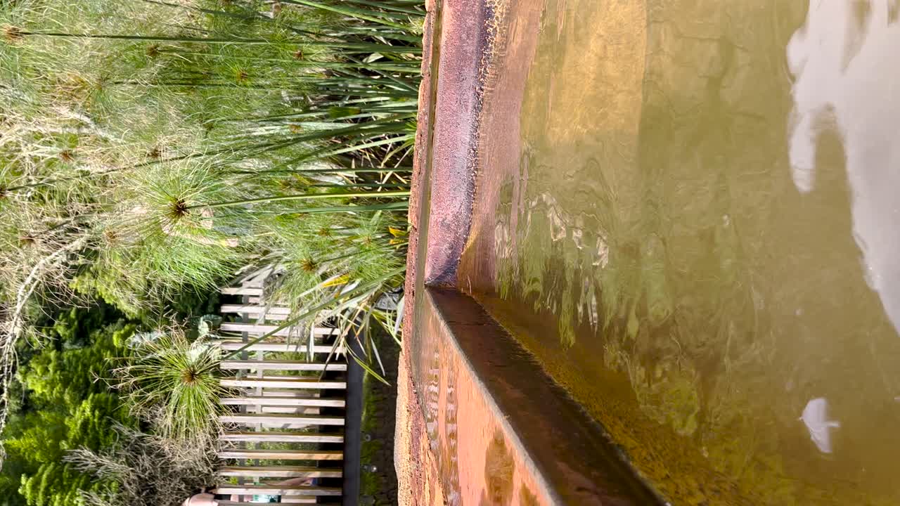 Vertical view of murky, mossy swimming pool