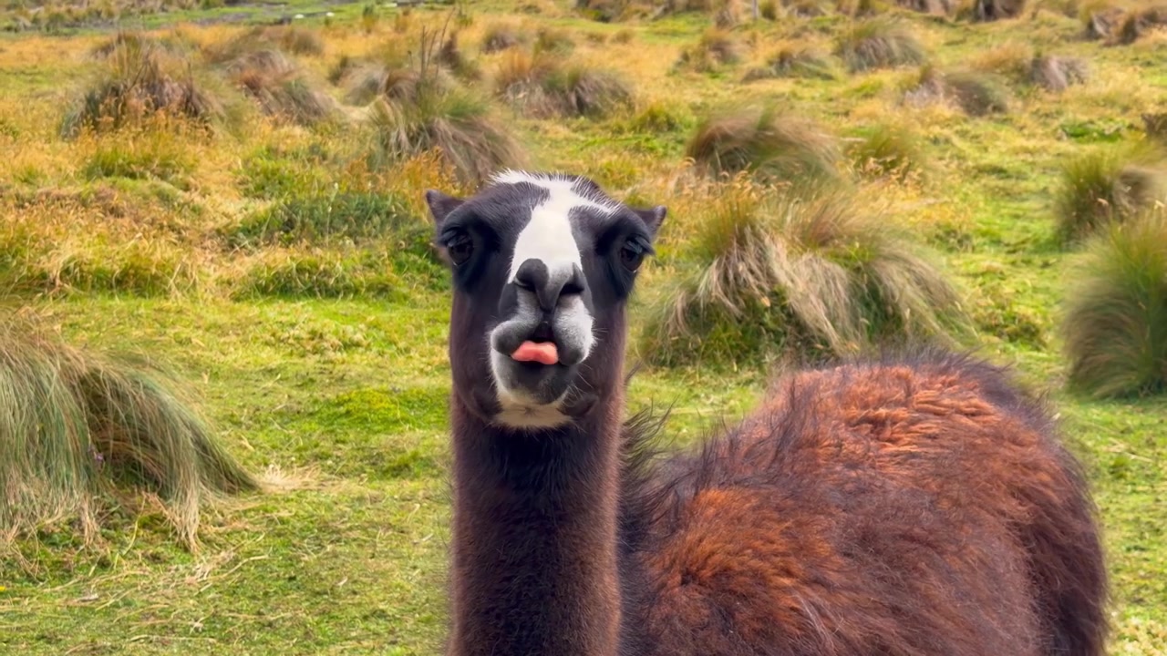 Primo piano di un simpatico alpaca marrone e bianco che mastica erba e muove la testa mentre guarda direttamente la fotocamera, nelle Ande ecuadoriane.