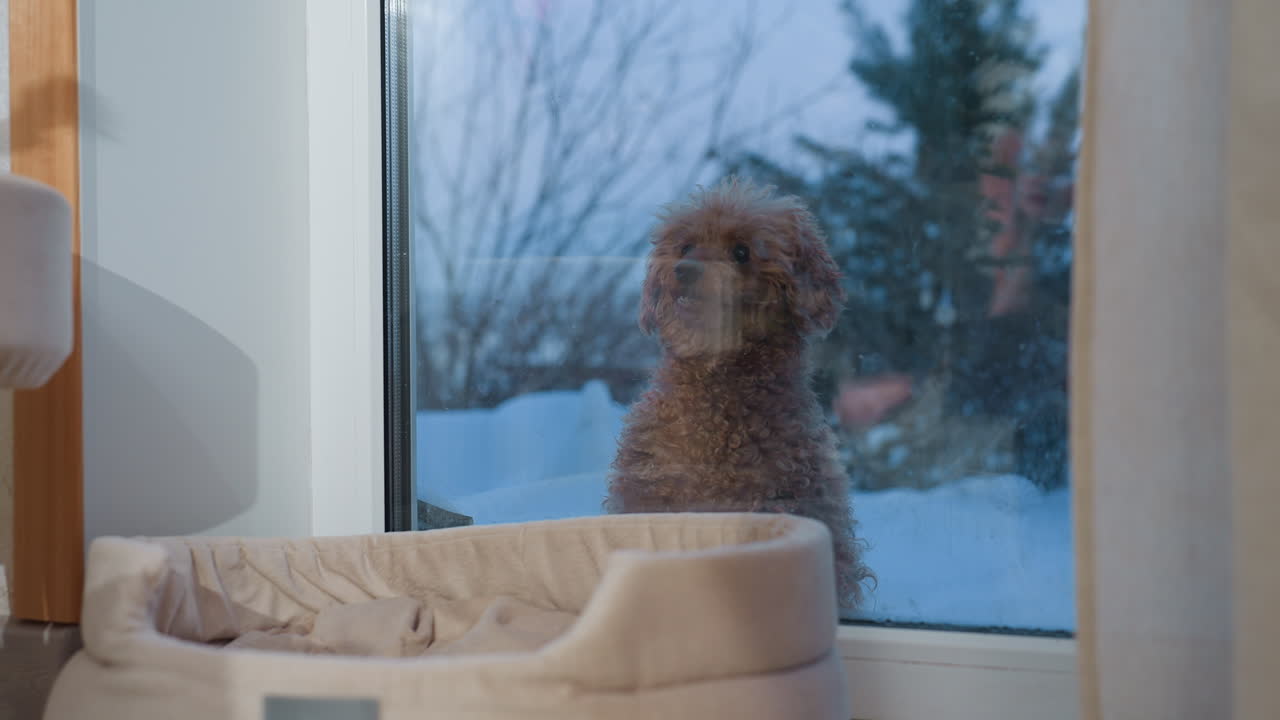 Close view of dog outside window looking in, licking its mouth with its tongue, background shows dog bed inside, small table, trees, and snow outside creating cozy winter atmosphere
