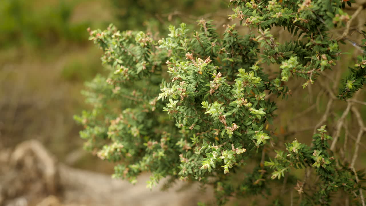 hoja del árbol moonah costero retorcido australiano, victoria