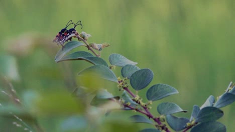 Dos-Bichos-Apareándose-En-Una-Hoja