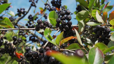 아로니아 멜라노카르파 (aronia melanocarpa) 는 은 여름날에 나무에 있는 건강한 과일입니다.