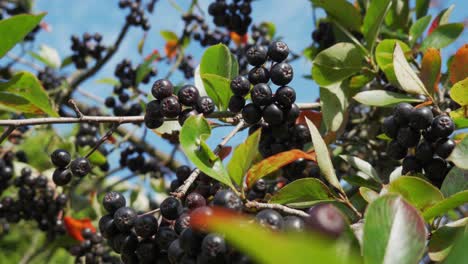 aronia melanocarpa healthy fruit on tree in sunny summer day