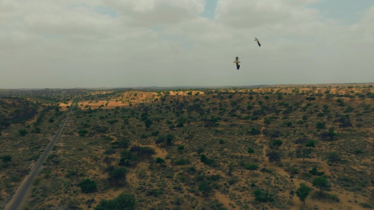 Vista aerea di aquile fulve che planano sul paesaggio arido del deserto del Thar nel Sindh, Pakistan