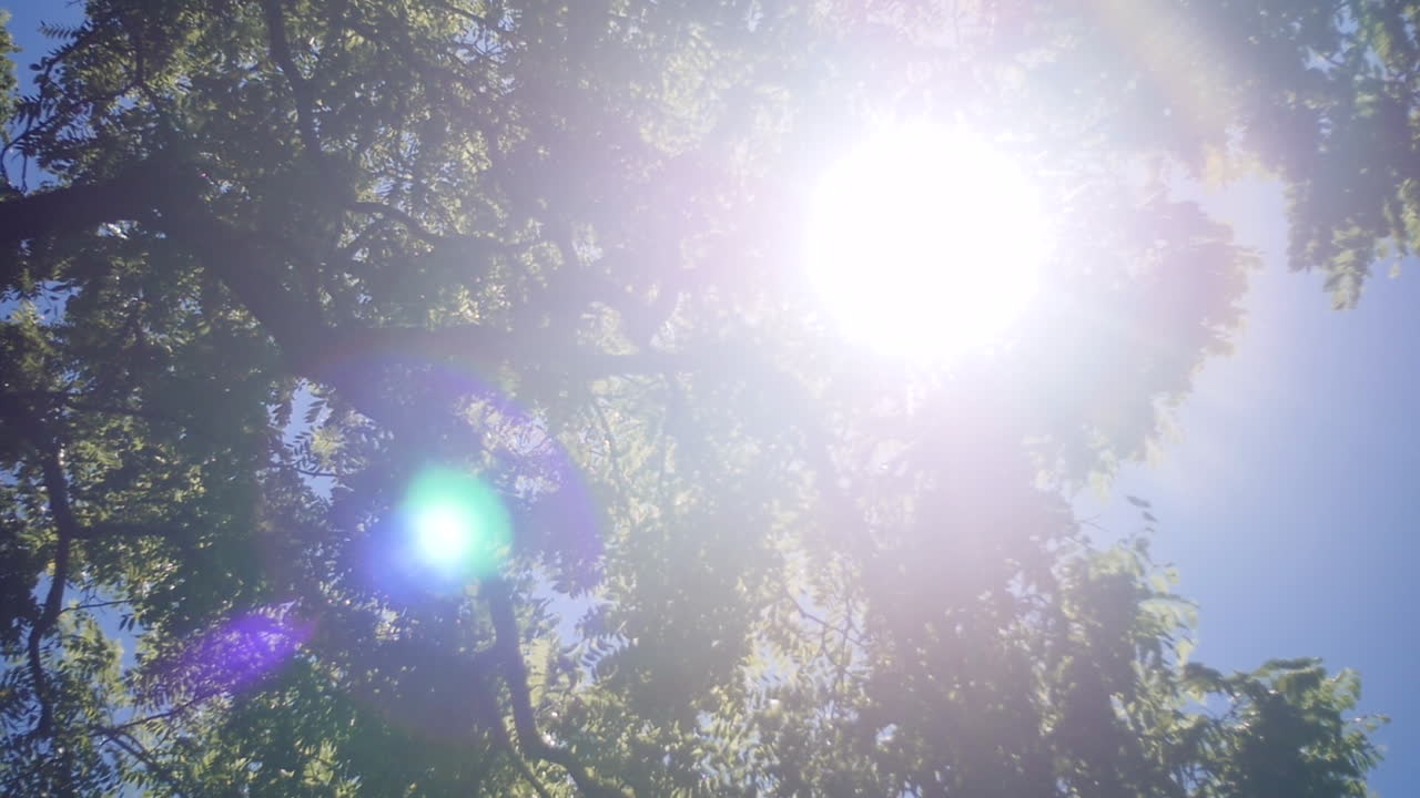 Sun light shining through tree leaves