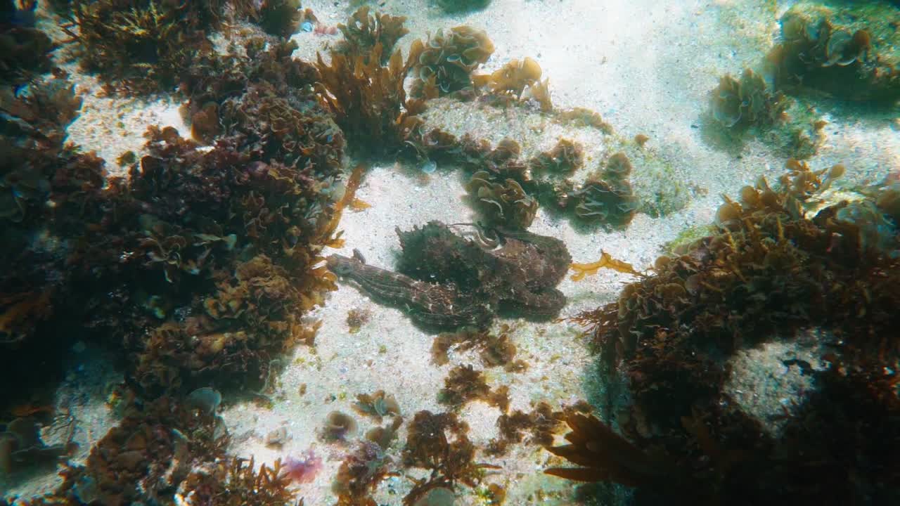 Il polpo comune di Sydney sotto le acque subtropicali dell'Australia orientale