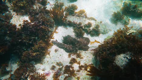 the common sydney octopus under the subtropical waters of eastern australia